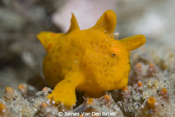 Painted anglerfish, Antennarius pictus. Nikon D80 60mm by James Van Den Broek 